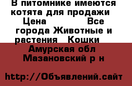 В питомнике имеются котята для продажи › Цена ­ 30 000 - Все города Животные и растения » Кошки   . Амурская обл.,Мазановский р-н